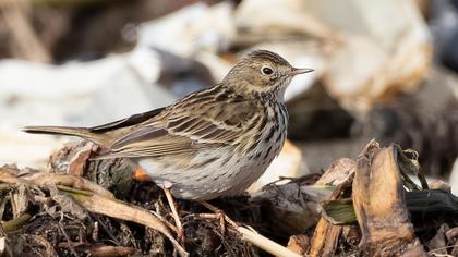 Meadow Pipit