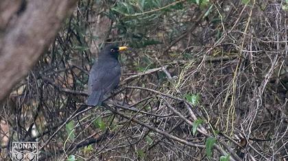 Common Blackbird