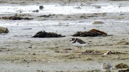 Common Ringed Plover
