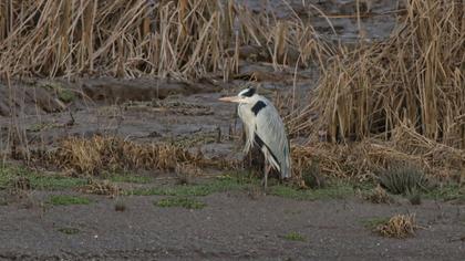 Grey Heron