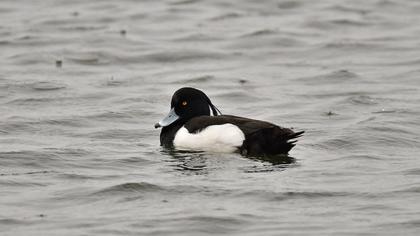 Tufted Duck