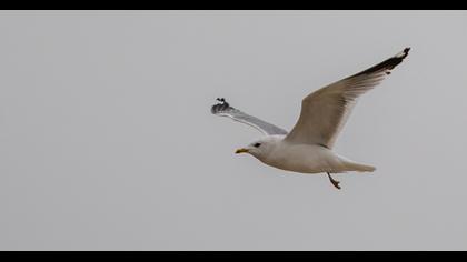 Küçük gümüş martı