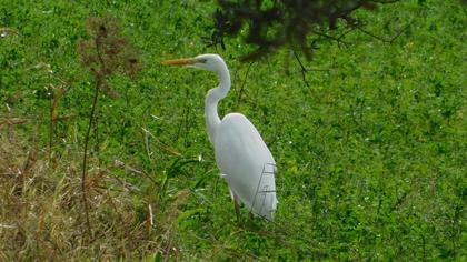 Great Egret