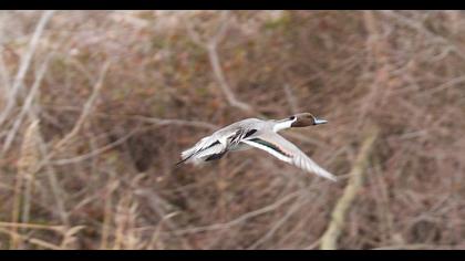 Northern Pintail
