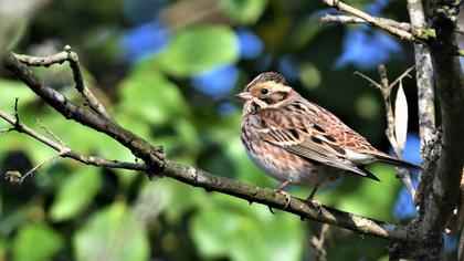 Rustic Bunting
