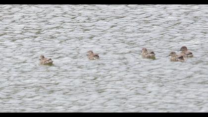 Red-crested Pochard