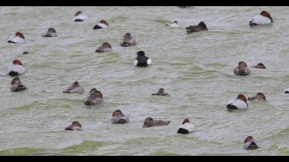 Tufted Duck