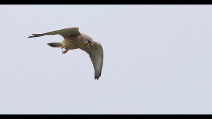 Common Kestrel
