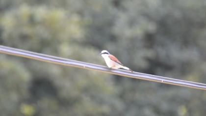 Kızılsırtlı örümcekkuşu