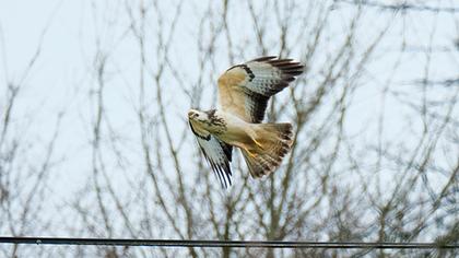 Common Buzzard