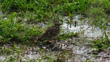 Woodlark