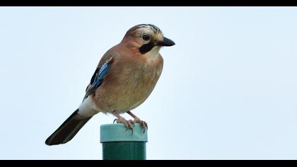 Eurasian Jay