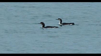 Black-throated Thrush