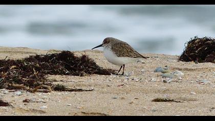 Dunlin