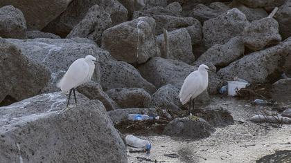 Küçük ak balıkçıl