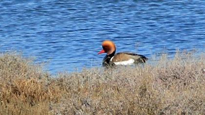 Red-crested Pochard