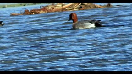 Eurasian Wigeon