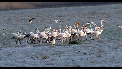 Greater Flamingo
