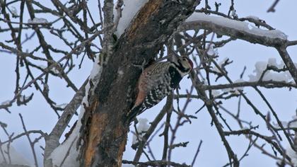 White-backed Woodpecker