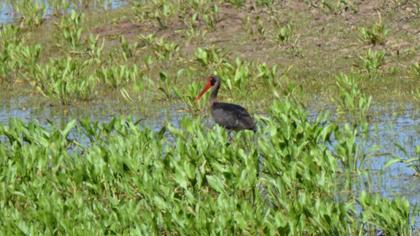 Black Stork