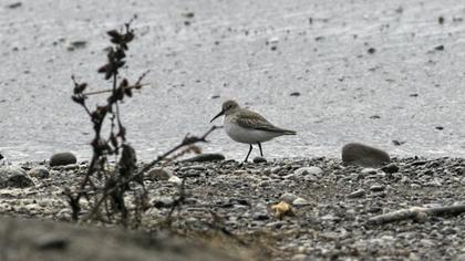 Dunlin