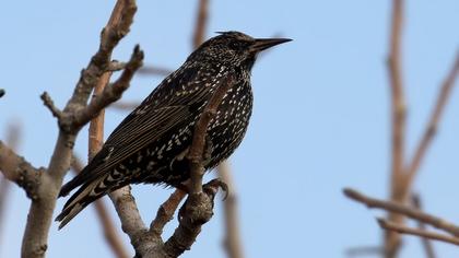 Common Starling