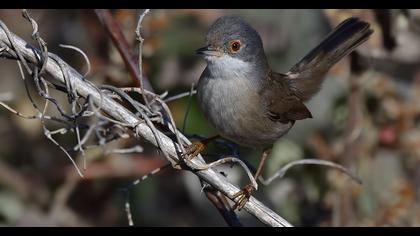 Sardinian Warbler
