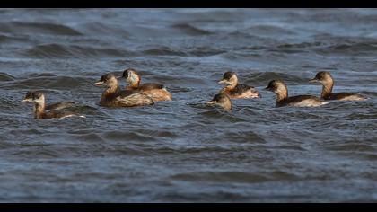 Little Grebe