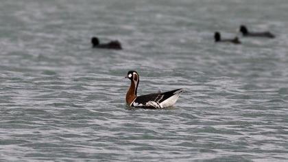 Red-breasted Goose