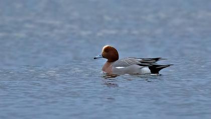Eurasian Wigeon