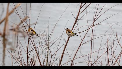 European Goldfinch