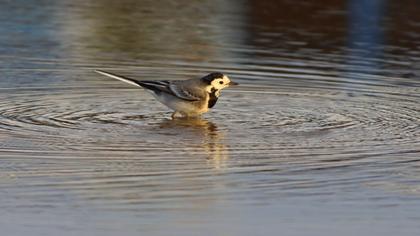 White Wagtail