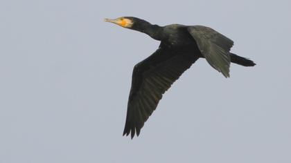 Great Cormorant