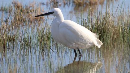 Little Egret