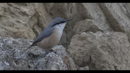 Western Rock Nuthatch