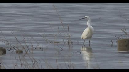 Little Egret