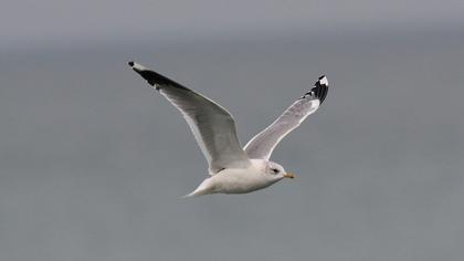 Mew Gull