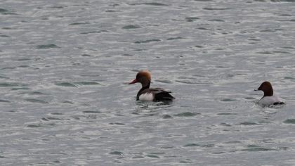 Red-crested Pochard