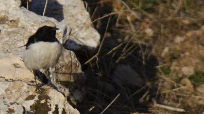 Finsch`s Wheatear