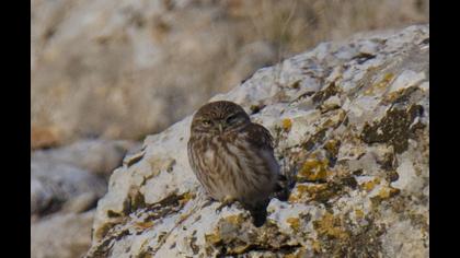 Little Owl