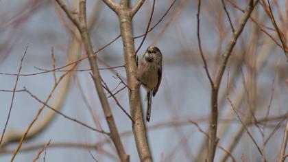 Long-tailed Tit