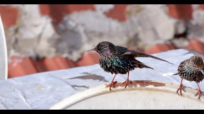 Common Starling