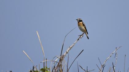 Whinchat