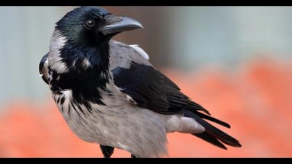 Hooded Crow