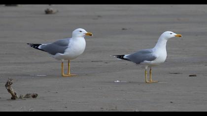 Yellow-legged Gull