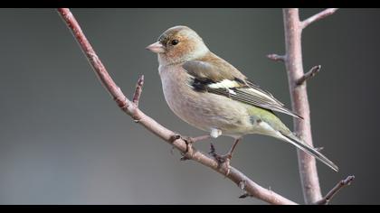 Common Chaffinch