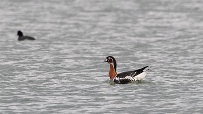 Red-breasted Goose