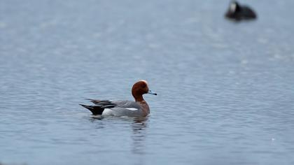 Eurasian Wigeon