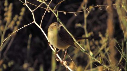 Common Nightingale