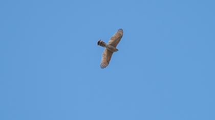 Eurasian Sparrowhawk